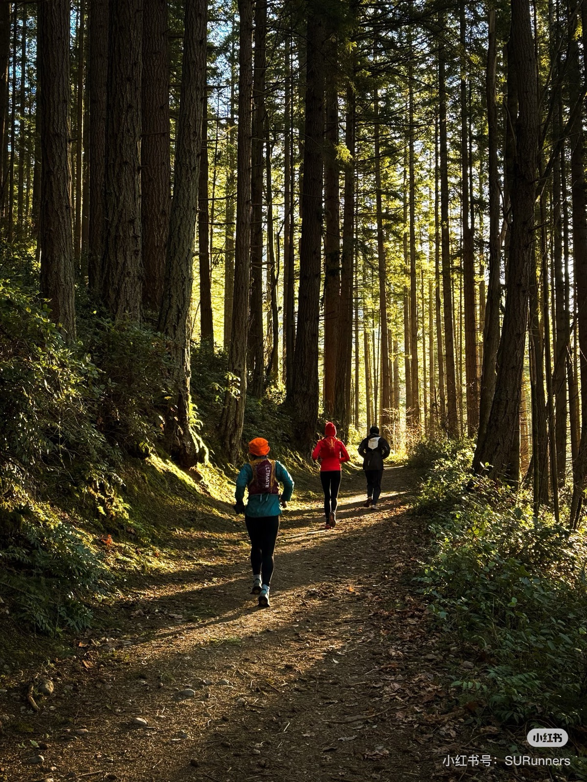 Seattle United Runners trail runners moving through a sunlit forest